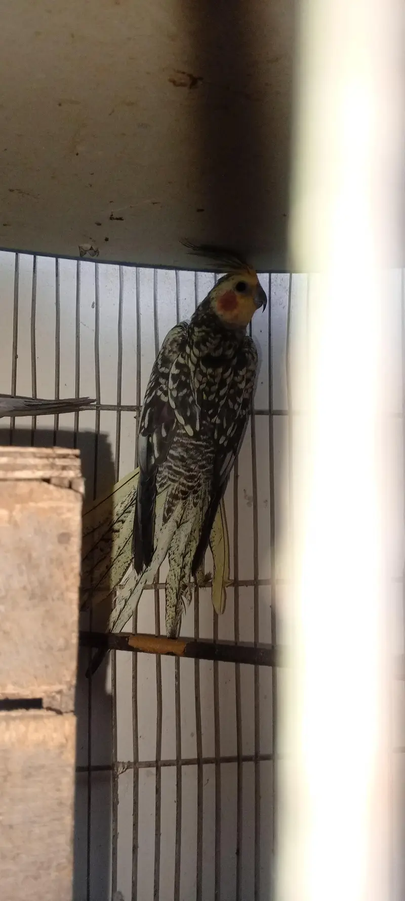 2breeder pair hain cocktail key — photo 3