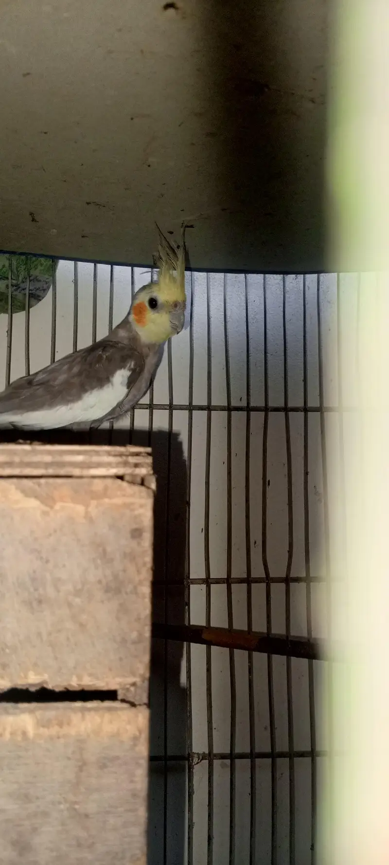 2breeder pair hain cocktail key — photo 4