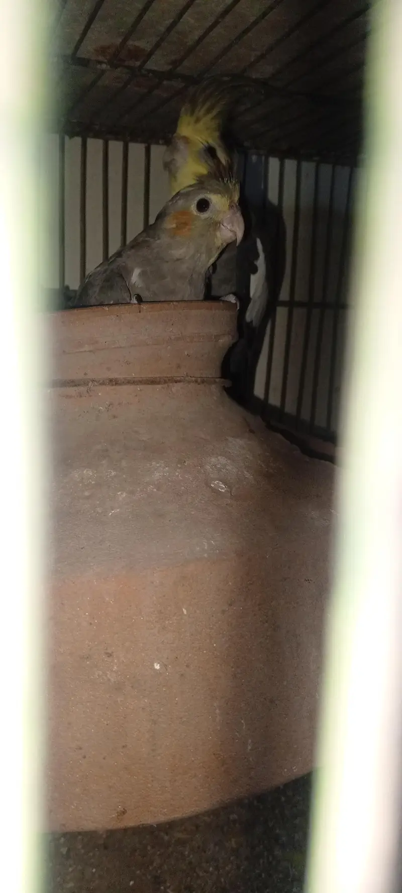 2breeder pair hain cocktail key — photo 7