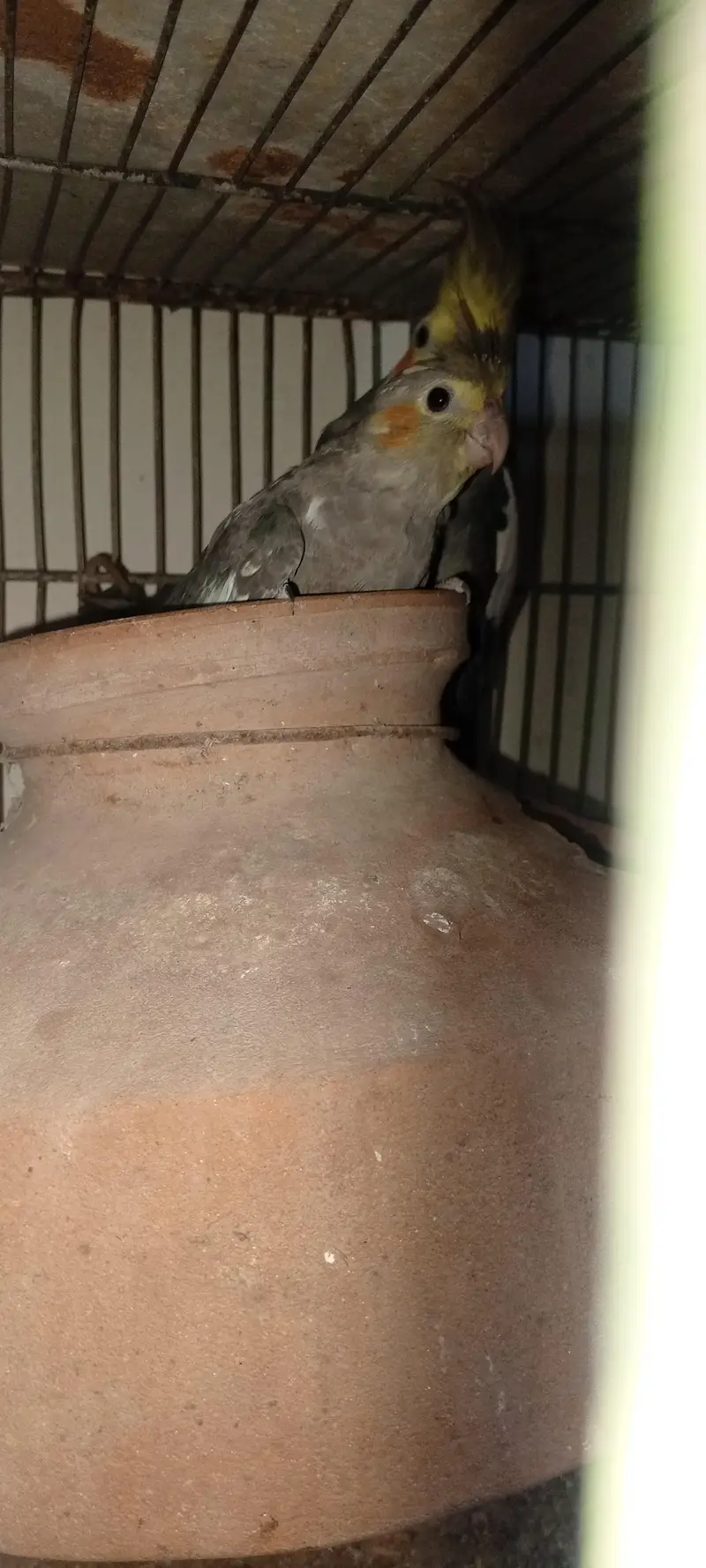 2breeder pair hain cocktail key — photo 8