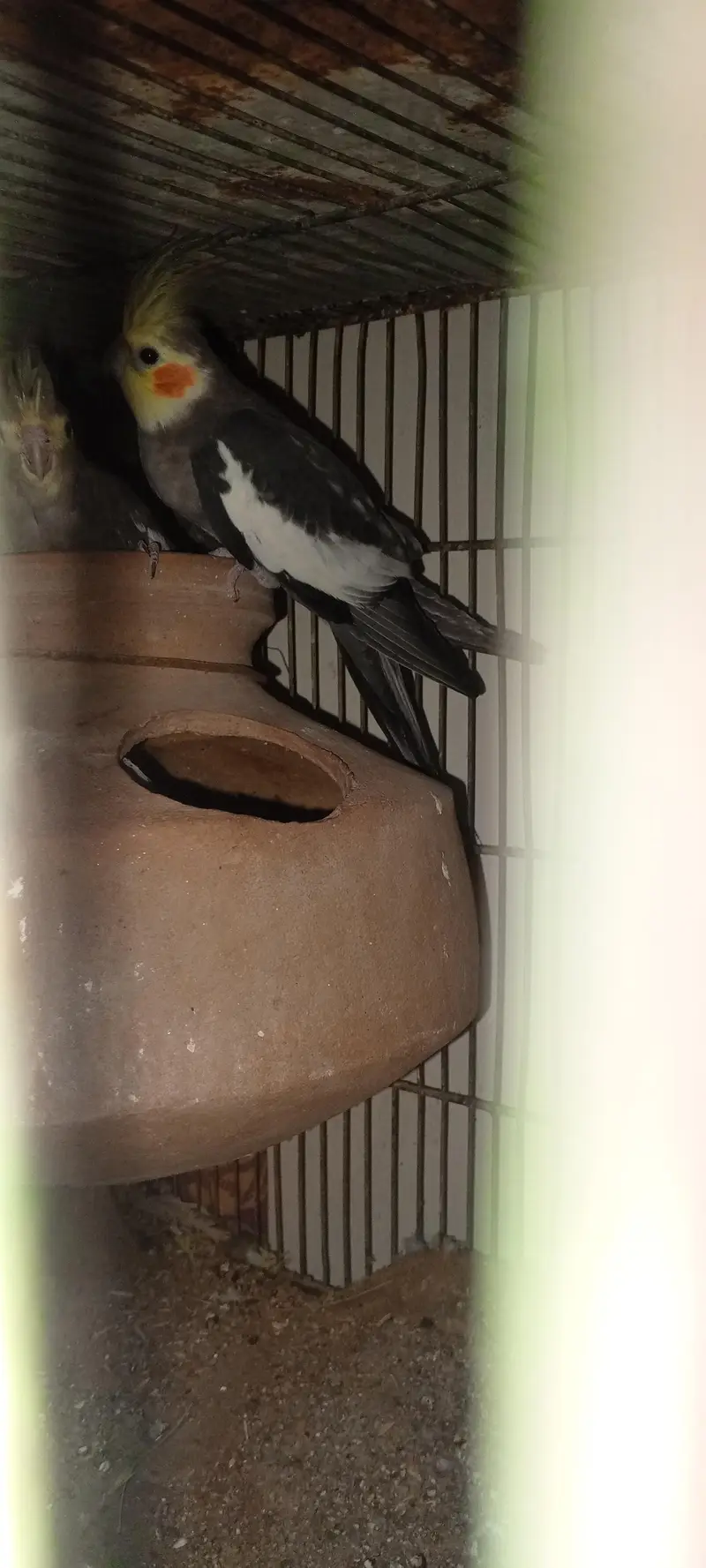 2breeder pair hain cocktail key — photo 9
