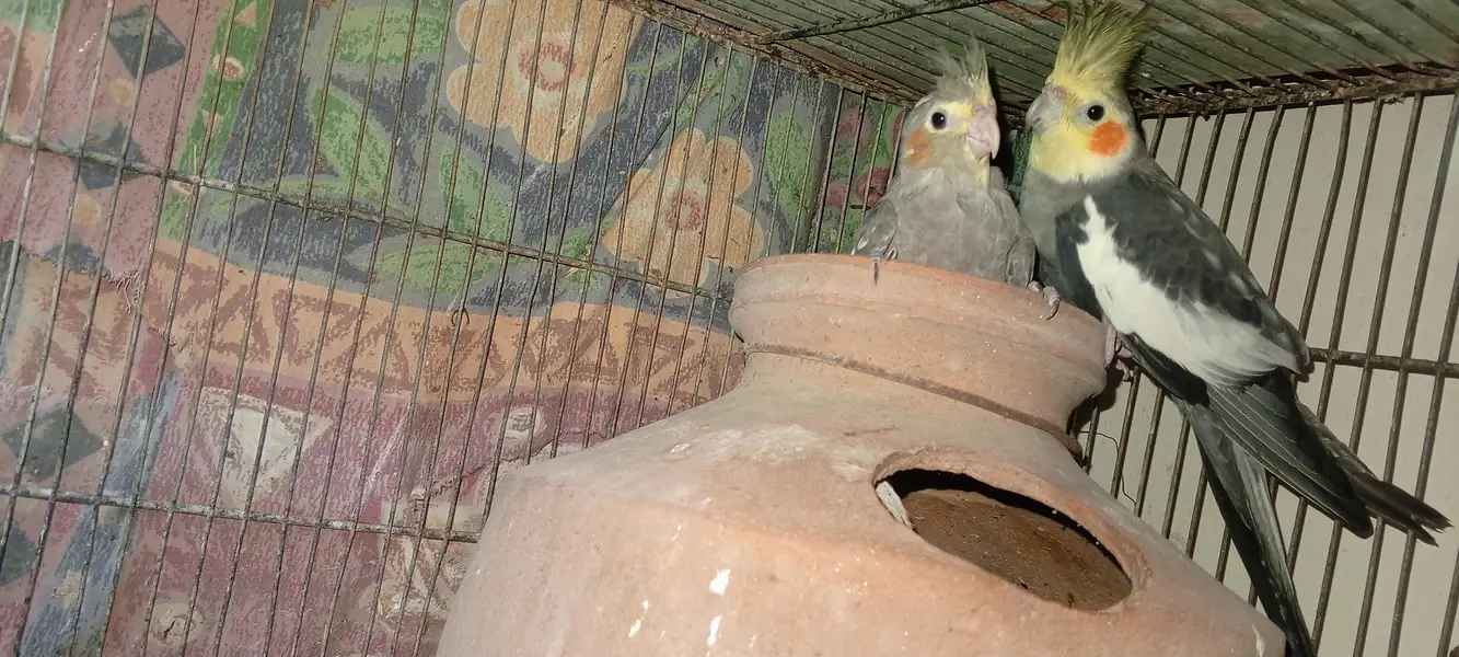 2breeder pair hain cocktail key — photo 10