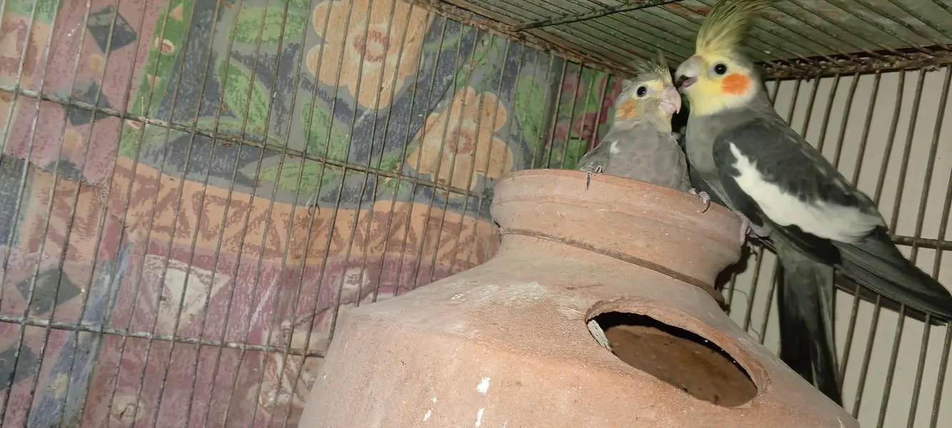 2breeder pair hain cocktail key — photo 11