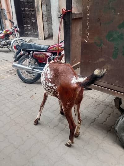 nagra betal