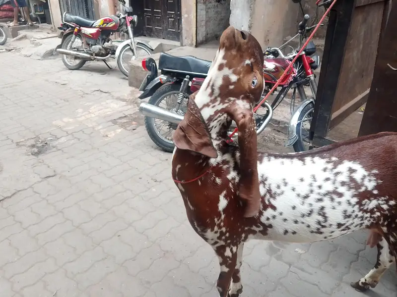 nagra betal — photo 2