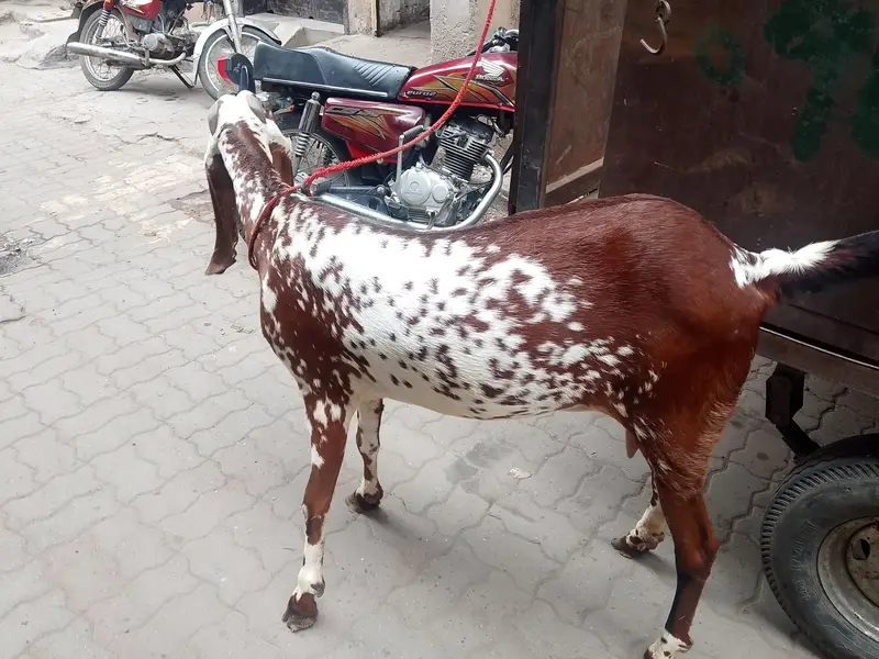 nagra betal — photo 3