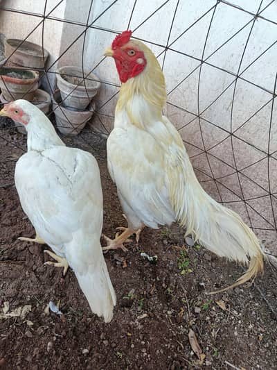 aseel murgha pair for sale Peshawar