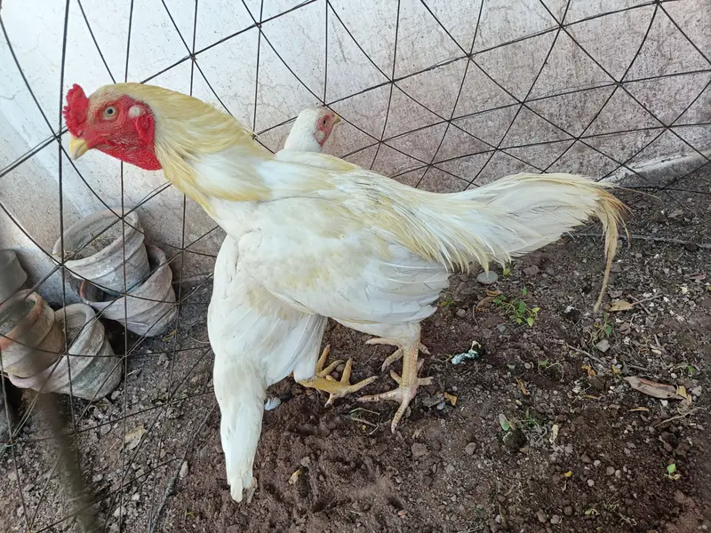 aseel murgha pair for sale Peshawar — photo 2