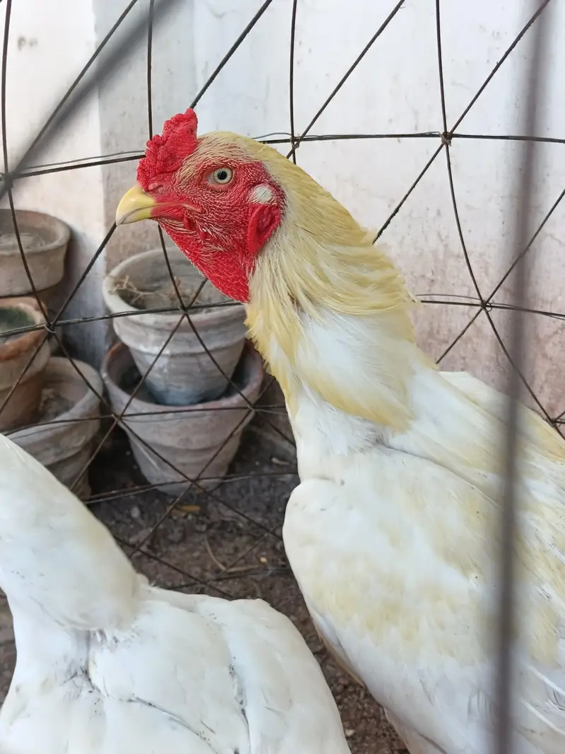 aseel murgha pair for sale Peshawar — photo 3