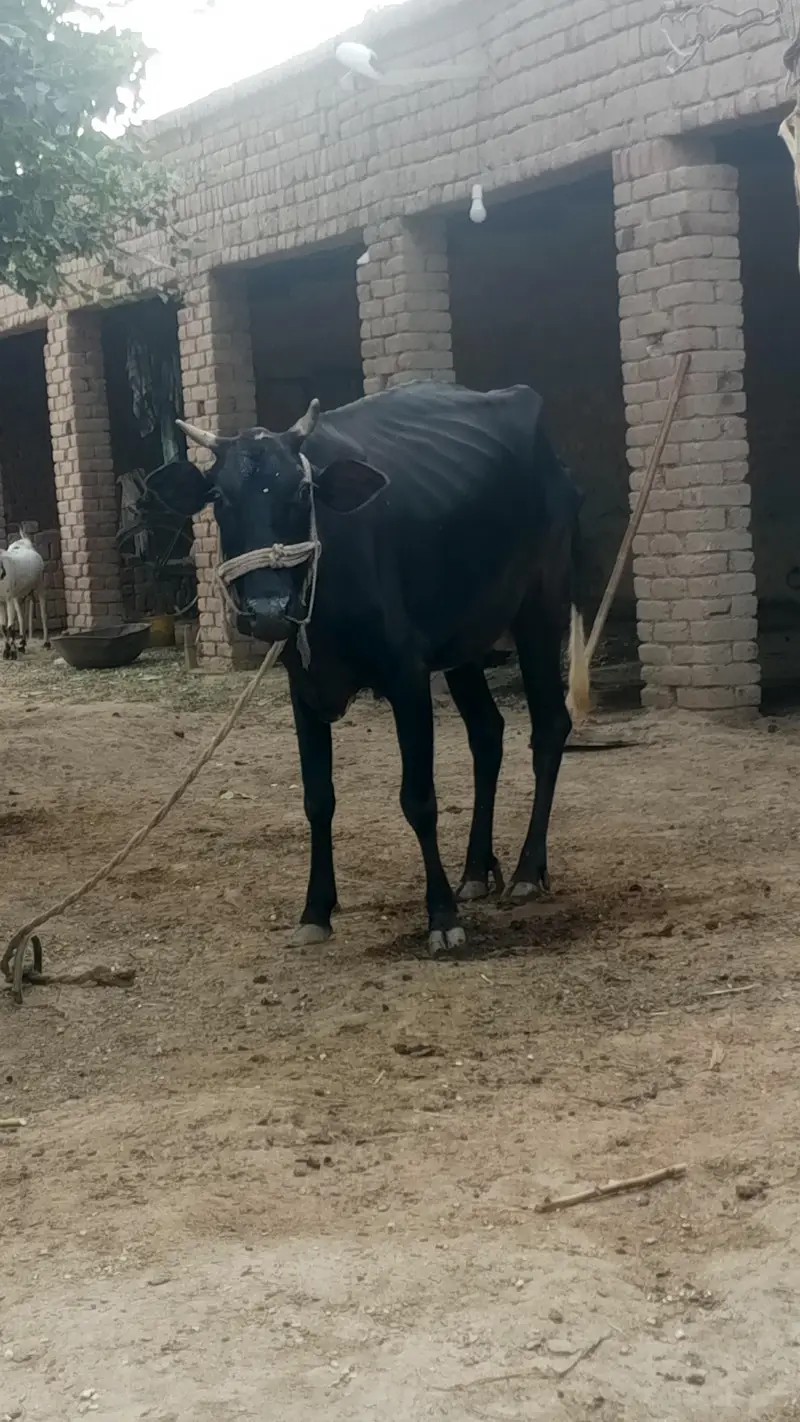 bohat achi gaye hin — photo 2