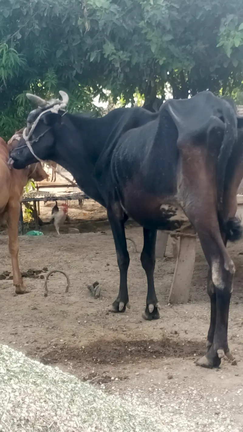 bohat achi gaye hin — photo 3
