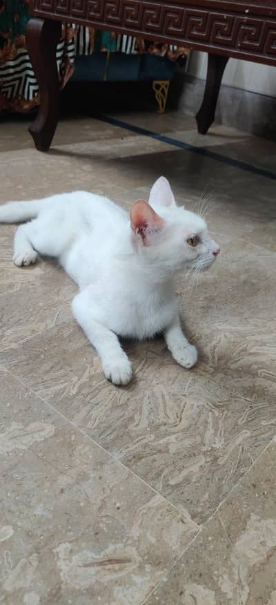 white cat