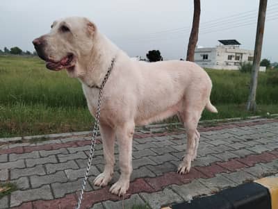 Alabai female