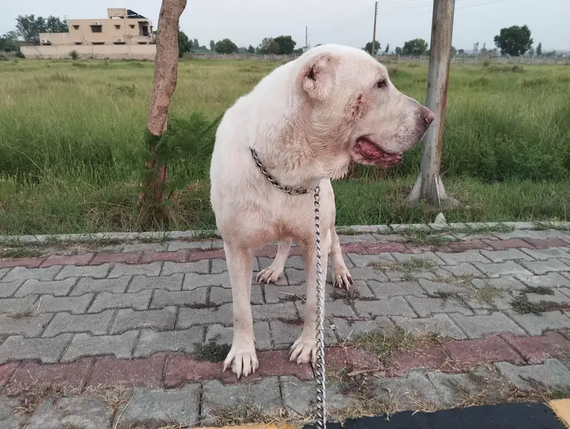 Alabai female — photo 2