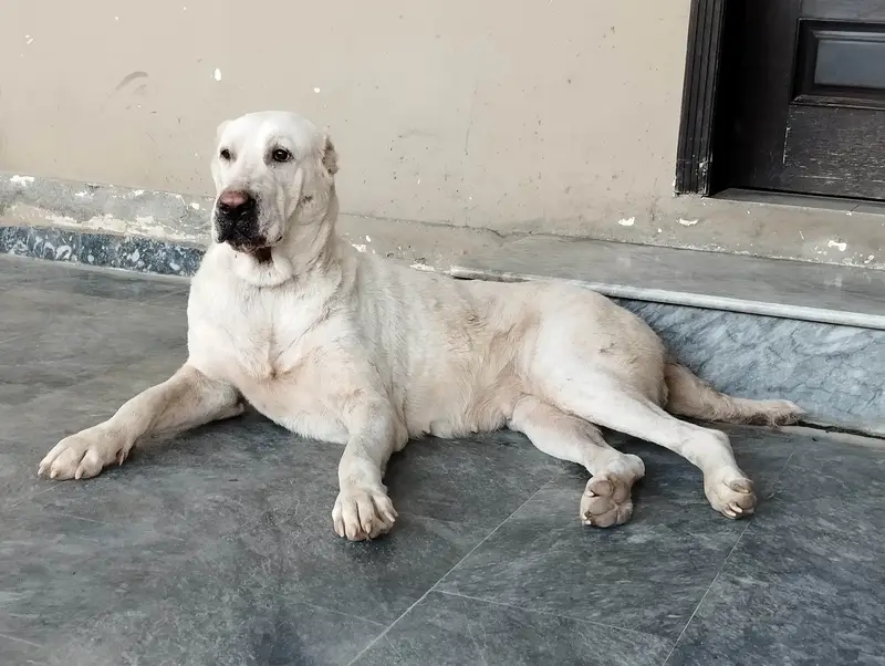 Alabai female — photo 3
