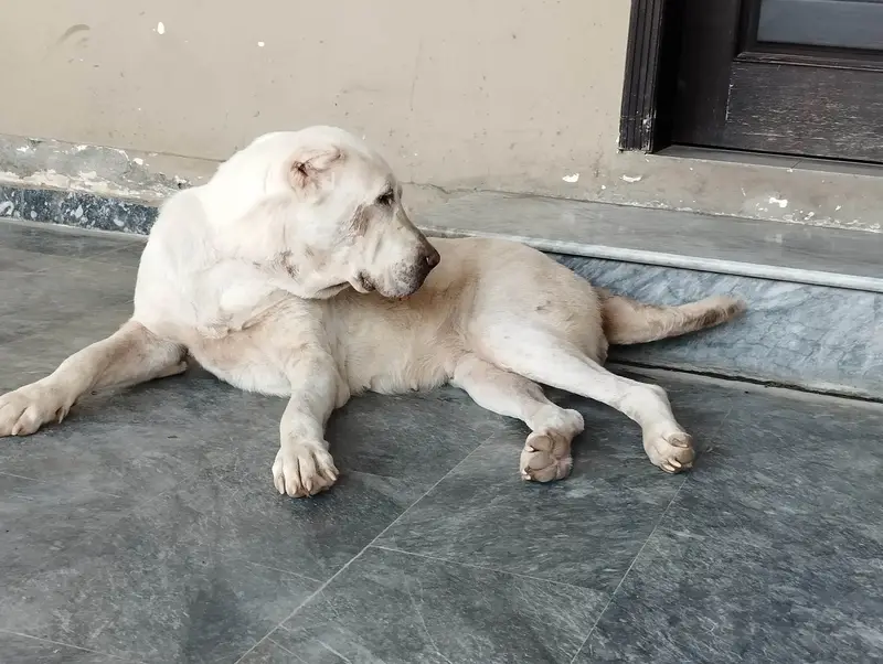 Alabai female — photo 4