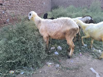 Mundra breeder male