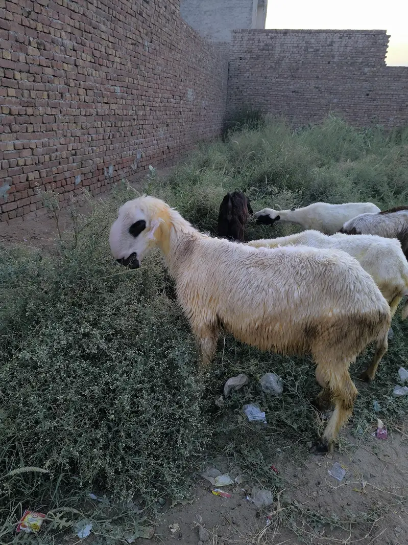 Mundra breeder male — photo 2