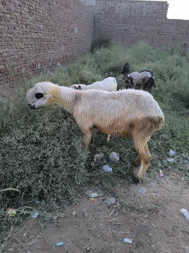 Mundra breeder male — photo 3