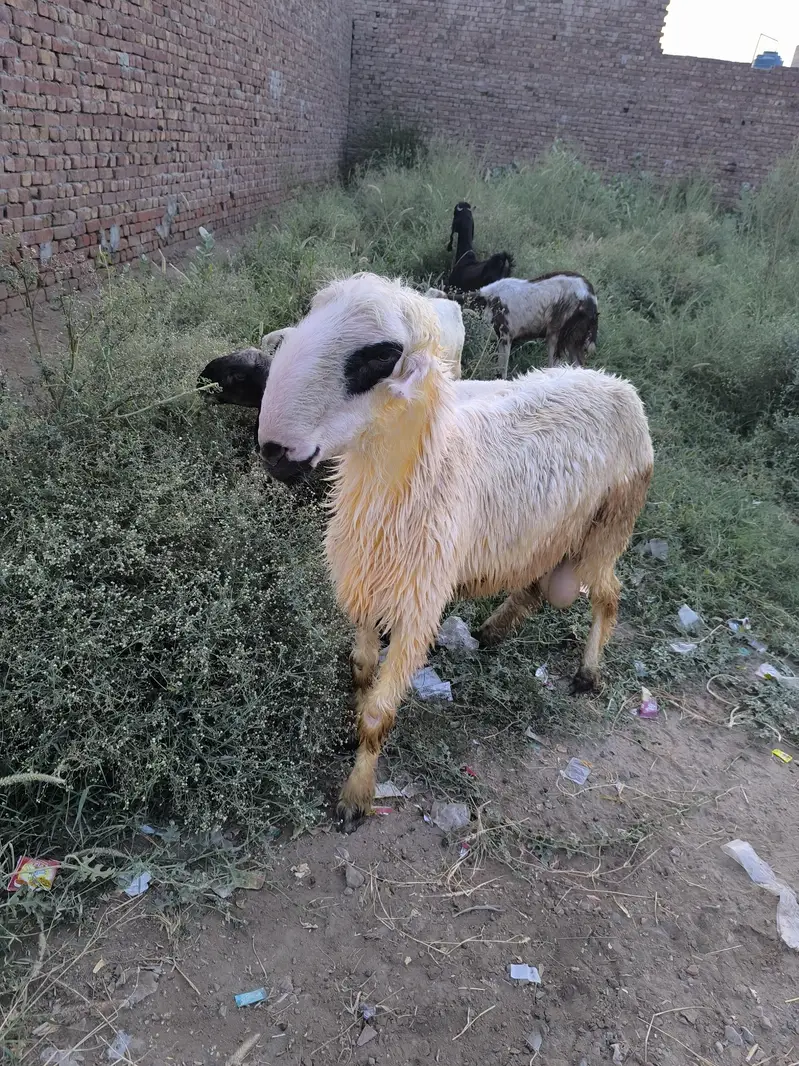 Mundra breeder male — photo 4