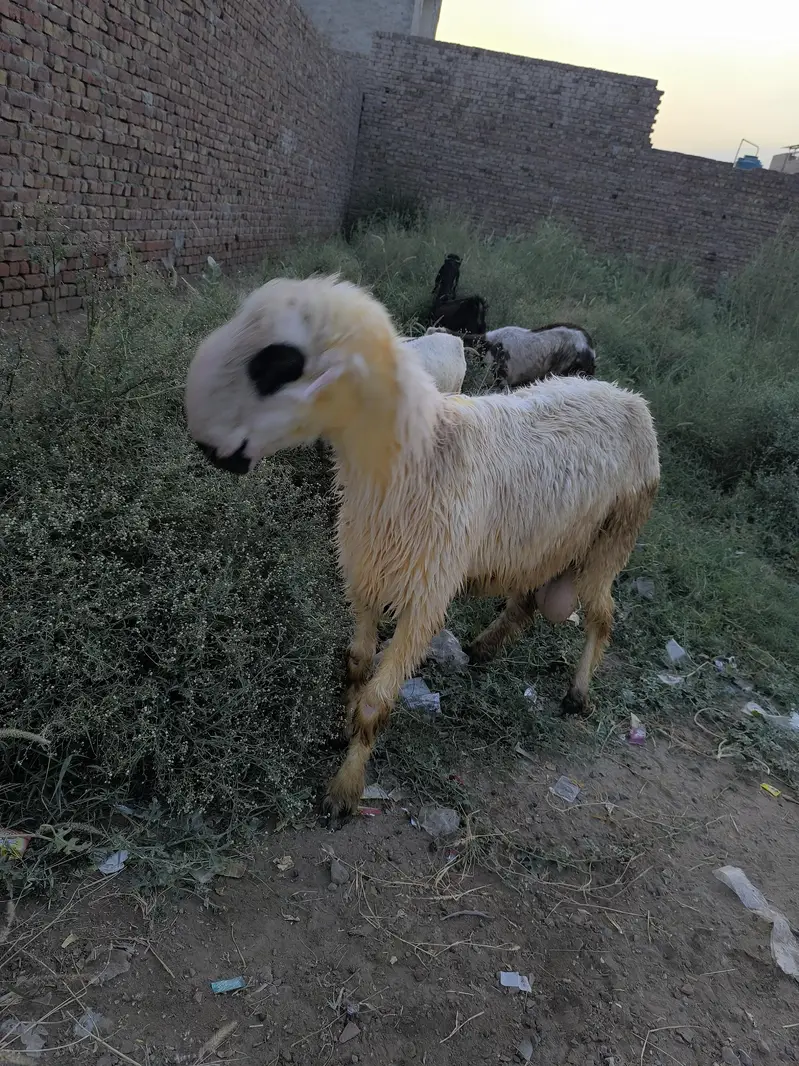 Mundra breeder male — photo 5