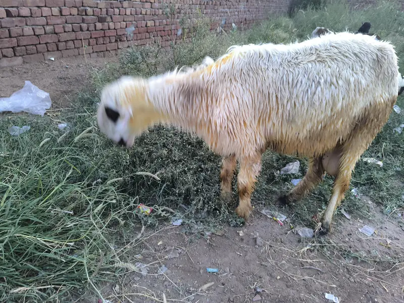 Mundra breeder male — photo 6
