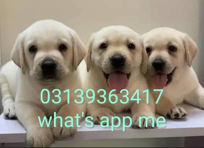 Labrador Retriever puppies