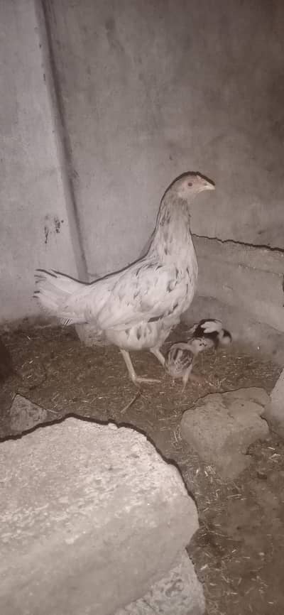 aseel hen with chick
