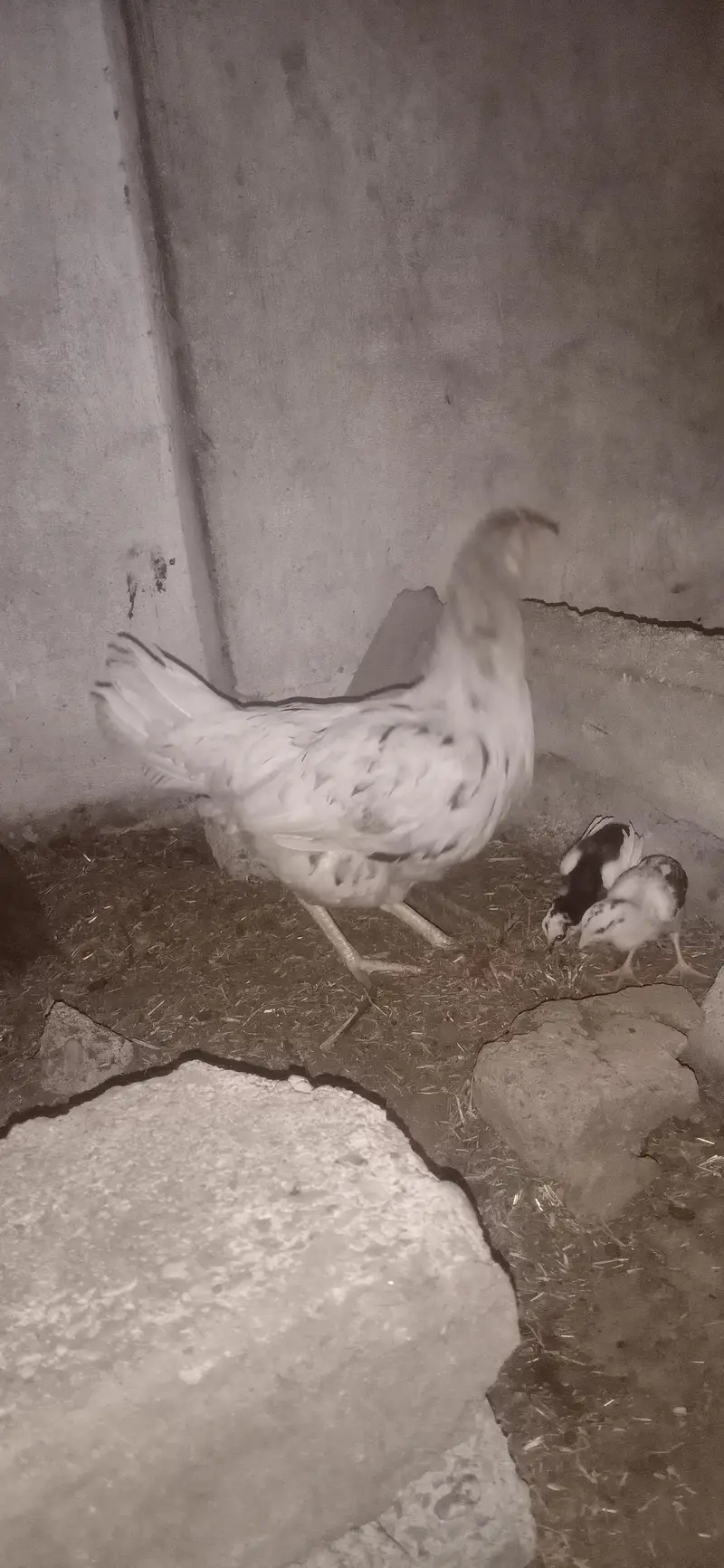 aseel hen with chick — photo 2