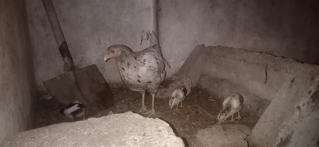 aseel hen with chick — photo 3