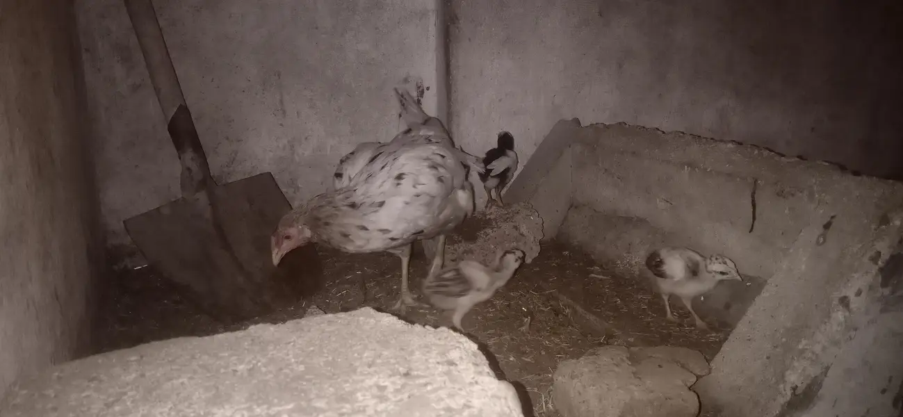 aseel hen with chick — photo 4