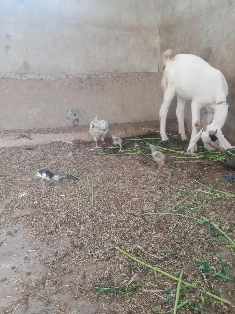 aseel hen with chick — photo 5
