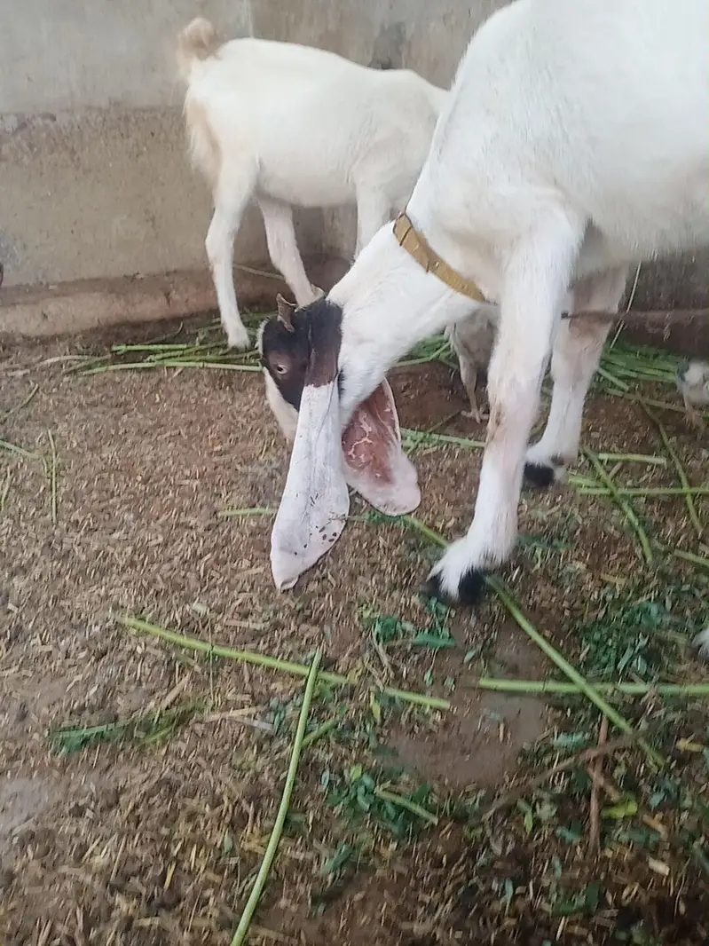 aseel hen with chick — photo 6