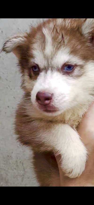 Siberian husky puppies | blue eyes | wolf coat | beautiful and healthy
