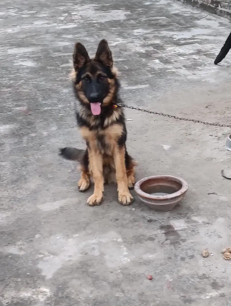 German shepherd dog  urgent sale — photo 6