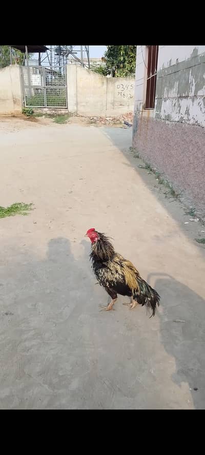 bht acha murga h tpni mil jaha gi mri location chiniot