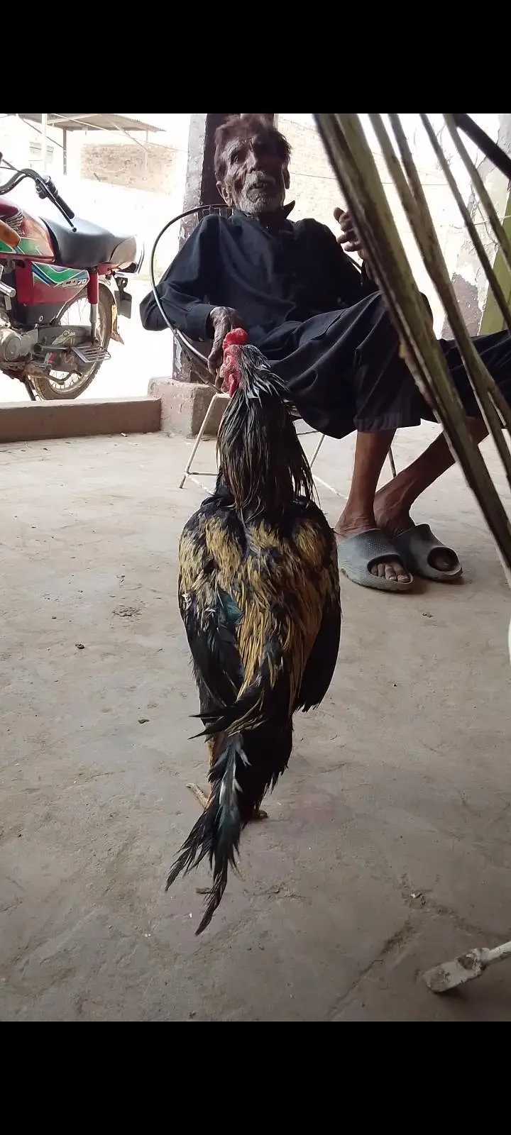 bht acha murga h tpni mil jaha gi mri location chiniot — photo 2