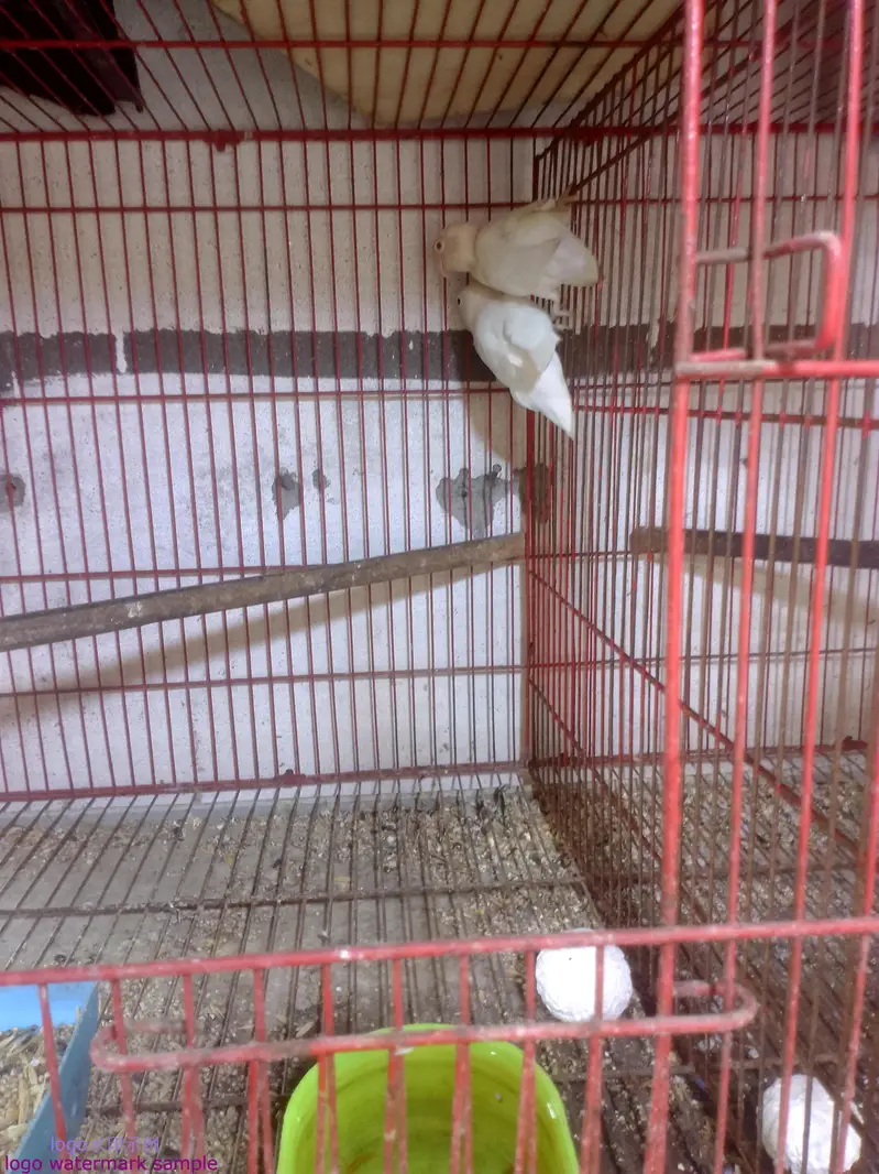 03412954352all set up setup sell  bridar pair location Alipur chatha — photo 2