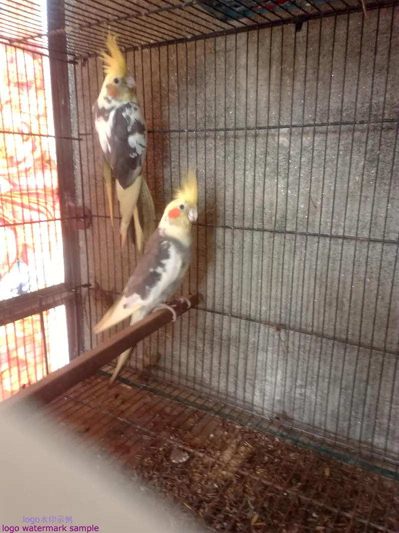 03412954352all set up setup sell  bridar pair location Alipur chatha — photo 6