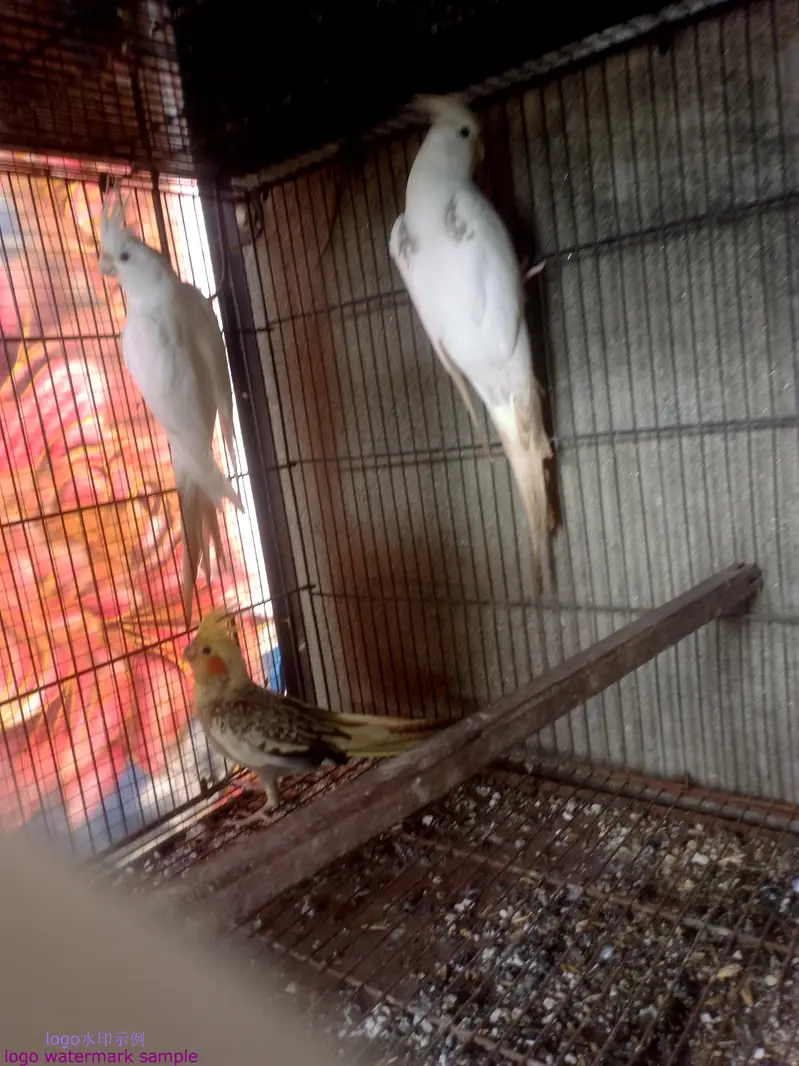 03412954352all set up setup sell  bridar pair location Alipur chatha — photo 7