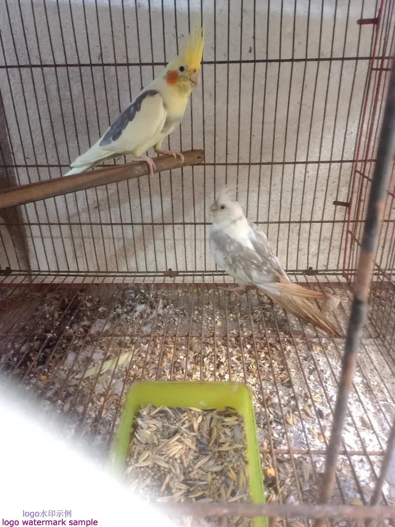 03412954352all set up setup sell  bridar pair location Alipur chatha — photo 8
