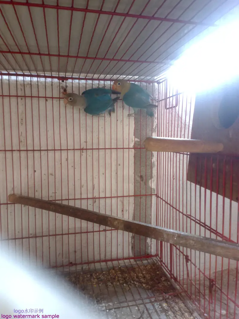 03412954352all set up setup sell  bridar pair location Alipur chatha — photo 10