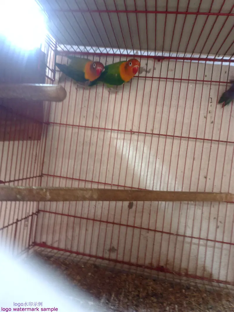 03412954352all set up setup sell  bridar pair location Alipur chatha — photo 11
