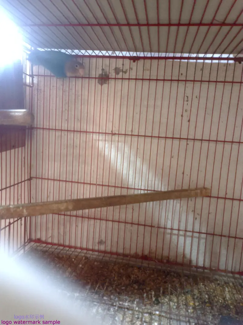 03412954352all set up setup sell  bridar pair location Alipur chatha — photo 12