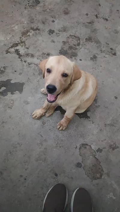 Labrador Male and female, single dog, for Sale