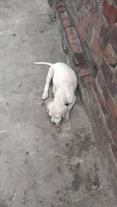 Labrador Male and female, single dog, for Sale