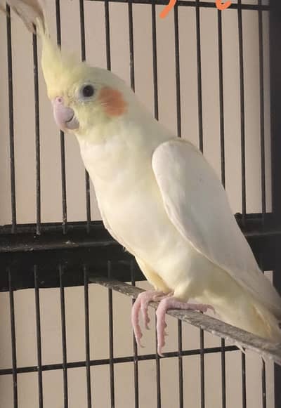 Cockatiel Pair