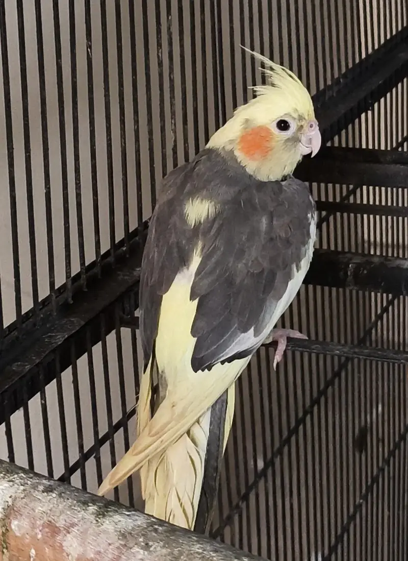Cockatiel Pair — photo 2