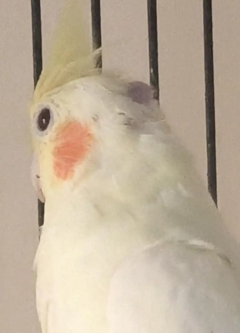 Cockatiel Pair — photo 3