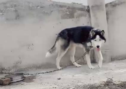 Male Siberian Husky - G15, Islamabad